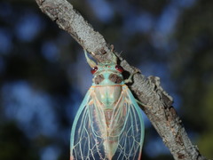 Popplepsalta notialis