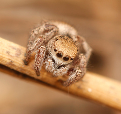 Habronattus festus