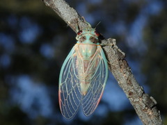 Popplepsalta notialis