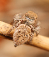 Habronattus festus