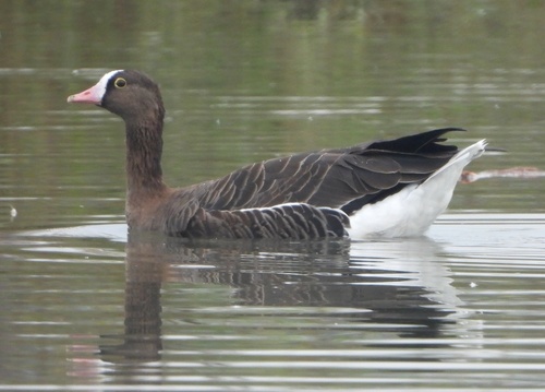 Lesser White-fronted Goose, photo 4 of 9