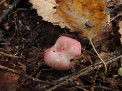 Russula betularum