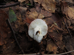 Russula betularum