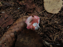 Russula betularum