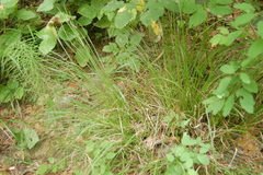 Carex pediformis macroura