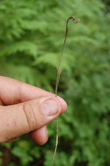 Carex pediformis macroura