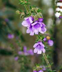 Prostanthera decussata