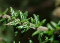 Prostanthera decussata