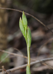 Pterostylis aciculiformis