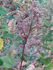 Chenopodiastrum hybridum