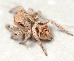 Habronattus festus