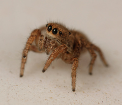 Habronattus altanus