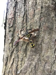 Phimenes flavopictus formosanus