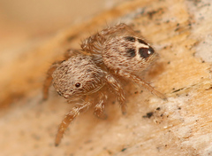 Habronattus altanus