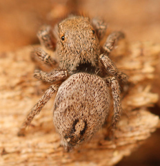 Habronattus festus