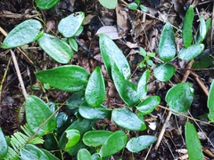 Smilax