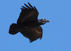 Corvus rhipidurus