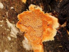 Gloeoporellus merulinus