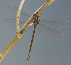 Gynacantha dravida