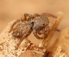 Habronattus altanus