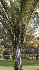 Raphia australis