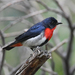 Mistletoebird - Photo (c) anthonypaul, some rights reserved (CC BY-NC), uploaded by anthonypaul