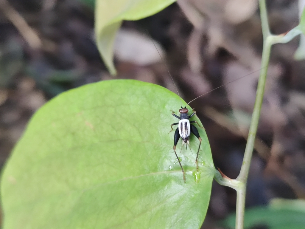 Paratrigonidium venustulum