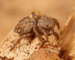 Habronattus altanus