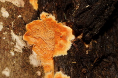 Gloeoporellus merulinus