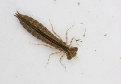 Gynacantha dravida