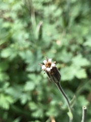 Silene drummondii