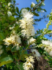 Pithecellobium lanceolatum