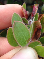 Arctostaphylos rudis
