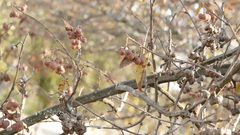 Grewia caffra