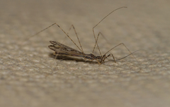 Empicoris vagabundus