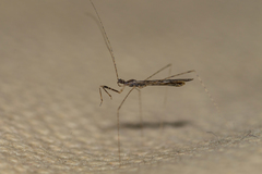 Empicoris vagabundus