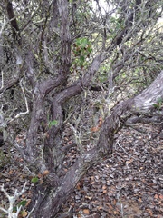 Arctostaphylos rudis