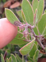 Arctostaphylos rudis