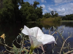 Datura ceratocaula