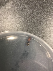 Dasymutilla quadriguttata