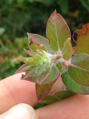 Arctostaphylos purissima
