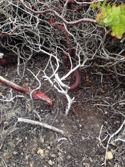 Arctostaphylos purissima