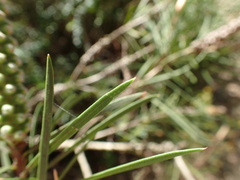 Melaleuca salicina