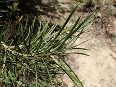 Melaleuca salicina