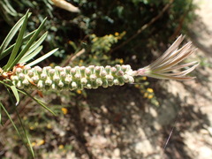 Melaleuca salicina