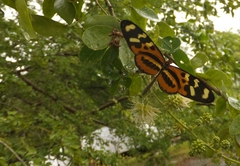 Mechanitis polymnia veritabilis