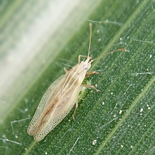 Grass Lace Bug