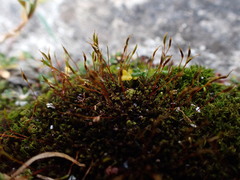 Bryoerythrophyllum rubrum