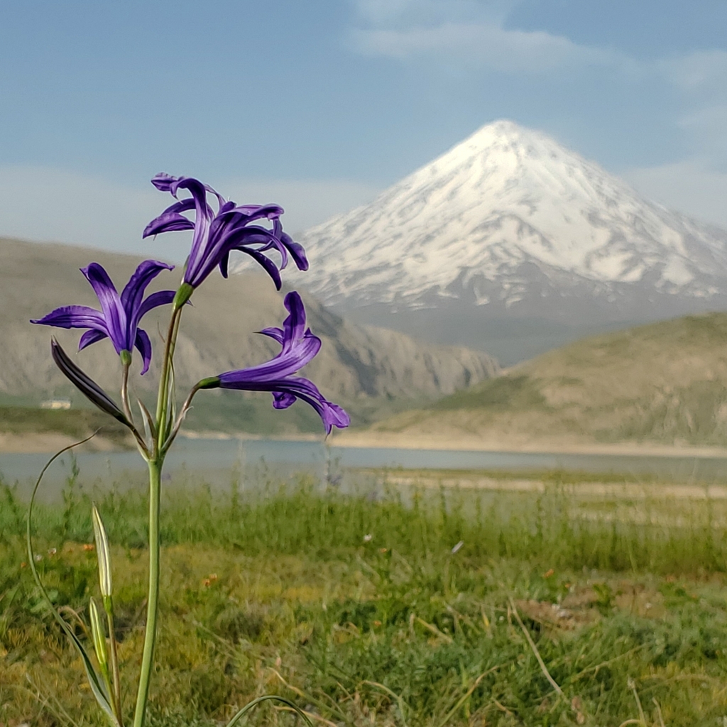 Siberian Lily