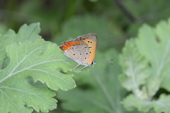 Lycaena phlaeas daimio
